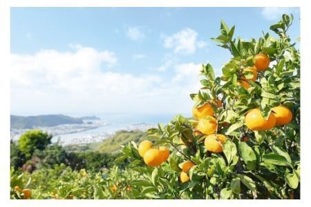 【10月お届け】◇極早生◇有田みかん「未来への虹」5kg（B1035-1）