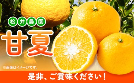 パック入り甘夏 10kg 甘夏