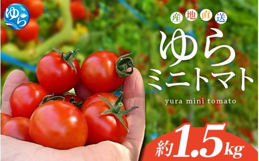 
                  和歌山県由良町産 ゆらミニトマト 1.5kg×1箱【ktym010】
                