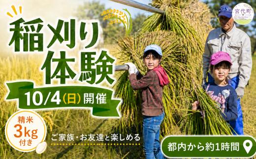 【10/4(日)開催】稲刈り体験 コシヒカリ 3㎏付 | イベント チケット 稲刈体験 農業体験 体験チケット 米 新米 精米 3kg 手刈り 食育 収穫体験 田んぼ体験 米作り体験 ホッツケ田 掘上田 秋限定 自然体験 地域体験 体験型ツアー 農作業 田園風景 休日体験 お米付き 米3kg 収穫 農業学習 地域交流 ふるさと納税 チケット 10月開催 新米発送 新しい村 埼玉県 宮代町
