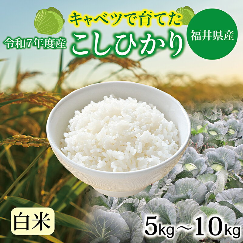 【ふるさと納税】令和7年 福井県産 キャベコシヒカリ 5kg・10kg　/ 送料無料 福井県 越前市 米 コシヒカリ キャベツ肥料　こしひかり（18209）