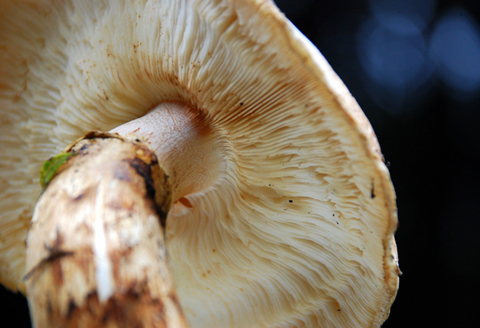 F-766 益田産まつたけ 500g