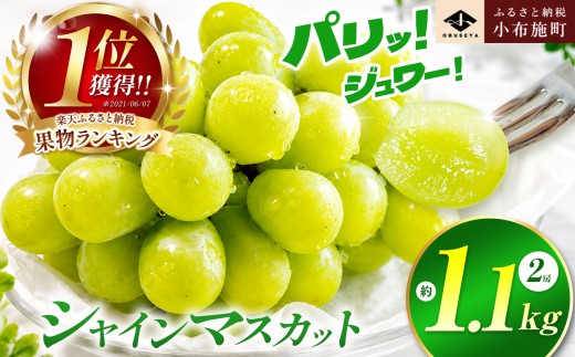 先行受付 シャインマスカット 約1.1kg 2房 ［小布施屋］ フルーツ 果物 くだもの ぶどう 葡萄 ブドウ 数量限定 クール便配送 長野県産 産地直送 先行予約 送料無料 2026年発送 令和8年産 【2026年10月上旬～11月上旬発送】［A-8b］