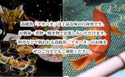 KU013 ＜2026年7月より順次発送＞宮崎県串間産アカハタ(計約750g・2～3匹)延縄漁による朝どれ高級魚を漁師直送！【豊漁丸】