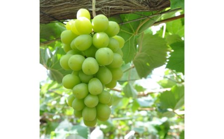 先行予約 シャインマスカット 1房(700g以上) [9月上旬から発送予定] 令和7年度 新潟県産 種なし ぶどう マスカット [JAえちご中越]【010S079】