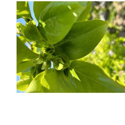 ふるさと納税 多気町 【令和8年先行予約】優しい農園　フードロス次郎柿　5kg　20数個〜30数個目安　大きな傷等　訳あり |  | 02