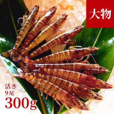 ふるさと納税 宜野座村 【養殖場から直送】活き車海老 大物サイズ 約300g(9尾/約16cm)
