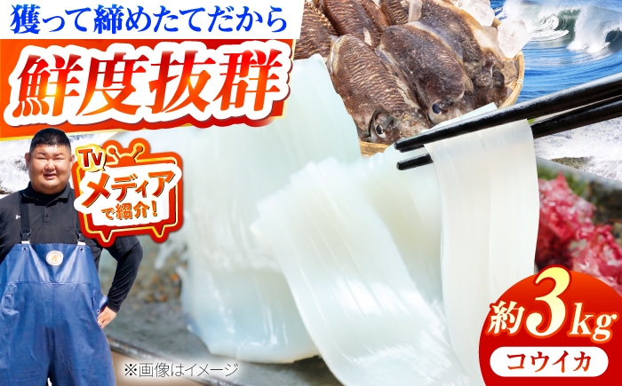 
                  【先行予約】築上町で捕れた コウイカ 約3kg (7～15杯)【2027年3月下旬以降順次発送】《築上町》【明青丸】 [ABCB008] イカ いか 刺身 刺し身 烏賊 こういか kouika ika スミイカ 海鮮 魚介類 おつまみ 新鮮 海鮮丼 天ぷら 煮物 ギフト 贈り物 贈答用 人気 おすすめ 37000 37000円 3万7千円
                