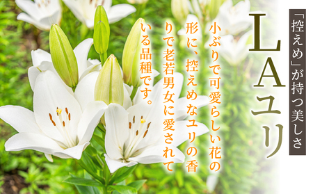 【2週間以内発送】≪期間限定≫LA ユリ(混合) 約15本 生花 切花 百合 国産_T045-0081