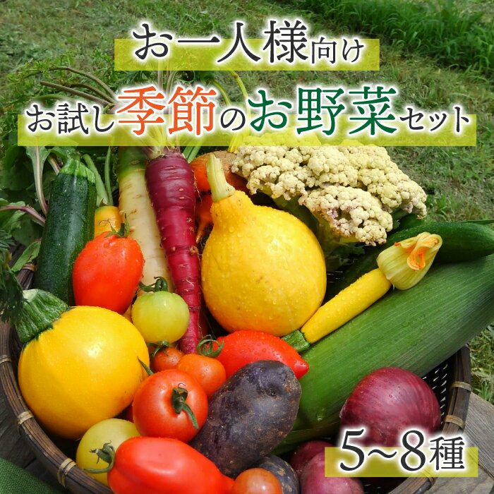 【ふるさと納税】【アグロノーム】季節のお野菜セット（お一人様向け）｜5〜8種類の野菜詰め合わせ