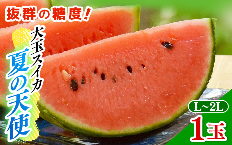 
                  【先行予約】大玉スイカ「夏の天使」 1玉入 （L～2L ）抜群の糖度で甘い！／ 期間限定 果物 フルーツ 西瓜 産地直送 ※2027年7月中旬より順次発送 [aw003-a002]
                