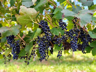 十勝ワイン ブルーム白6本 北海道スパークリング 瓶内二次発酵 スパークリングワイン 辛口 申し込みから最短2日で発送
