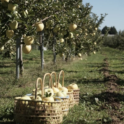 【産地直送】シナノゴールド 家庭用 3kg(7〜10個)【配送不可地域：離島・沖縄県】【1663950】