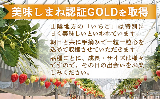 【先行予約】イチゴ「三品種詰合せ」２パック（白イチゴ入）【 約290g×2パック 白乙女 おまかせ 3品種 食べ比べ いちご 苺 ストロベリー 冷蔵 安来市産】【11-FA-15】 イチゴ「三品種詰合