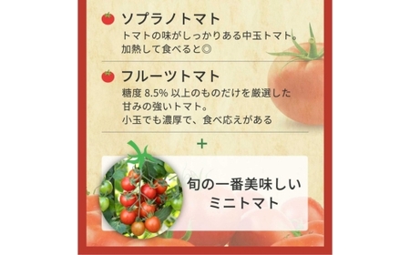 完熟トマト食べ比べセット1kg 約3種類のトマト 美味しさ選別 ｜とまと トマト 減農薬 野菜 やさい 人気 新鮮 産地直送 直売 フルーツトマト 甘い 高糖度 完熟 リコピン ビタミン ダイエット 