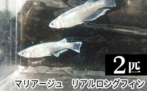 
                  マリアージュ　リアルロングフィン [No.201] ／ メダカ ロングヒレ 観賞魚 白い光 対外光 上見用 美しいヒレ 優雅 飼育 水槽 水生生物 アクアリウム 小型魚 色柄 品種 水槽観賞 埼玉県
                