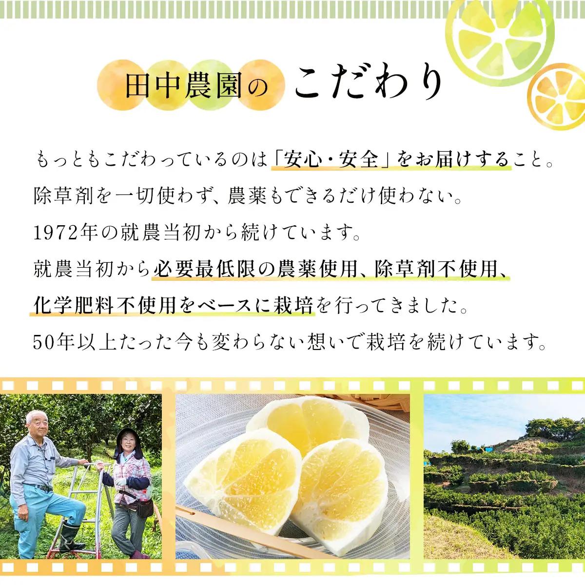 小夏　3kg　TA15 　【田中農園】