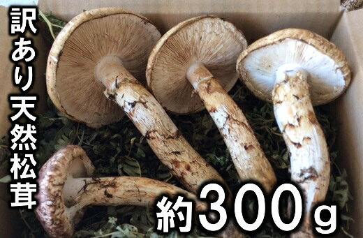 【ふるさと納税】訳あり 岩手県産 天然松茸 約300g北三陸（開き大小欠け込み）