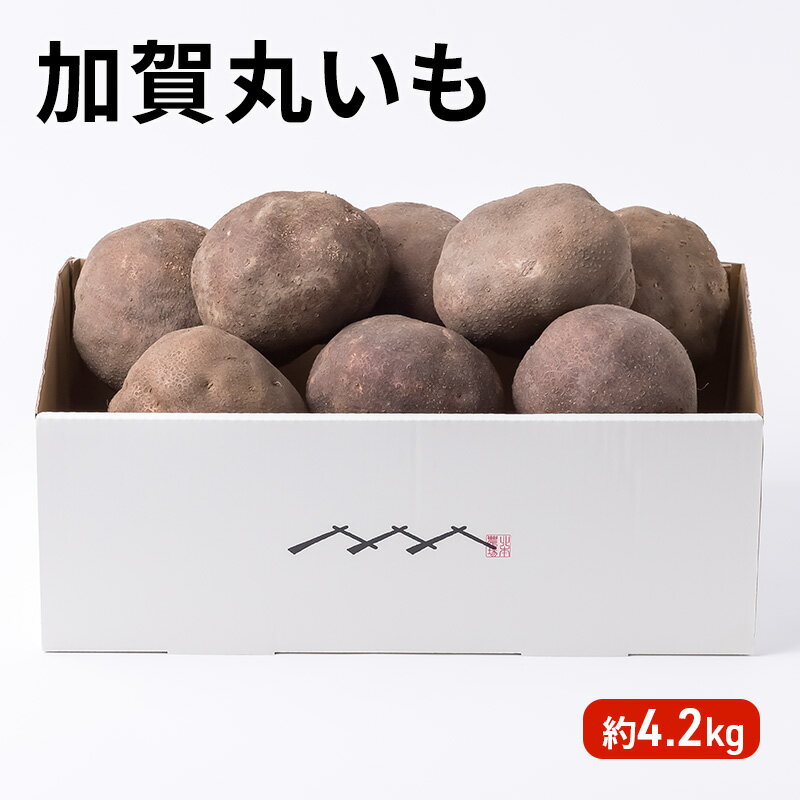 【ふるさと納税】令和7年度産 加賀丸いも 4.2kg 　お届け：2025年11月下旬～2026年1月末まで