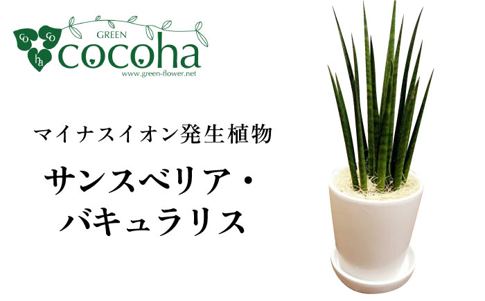 
マイナスイオン発生植物 『サンスベリア・バキュラリス』 糸島市 / cocoha 観葉植物 グリーン インテリア [AWB036]
