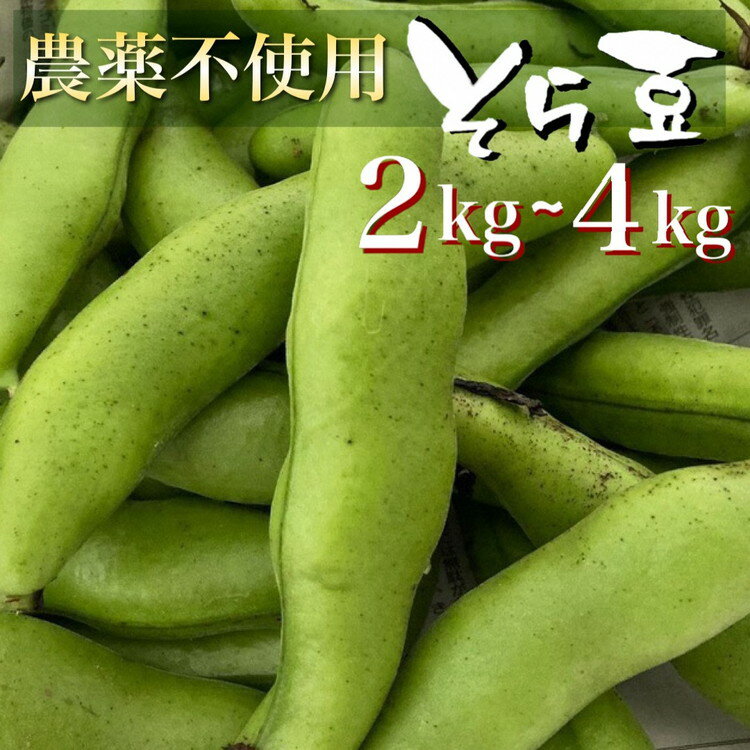 【ふるさと納税】【2025年産 予約】 甘～いそら豆 2kg/4kg【期間限定】京都府・亀岡産 自然栽培のかたもとオーガニックファームよりお届け ※2025年4月末頃～6月初旬に順次発送予定 ※離島への配送不可☆月間MVPふるさと納税賞 第1号（2020年10月）・SDGs未来都市亀岡