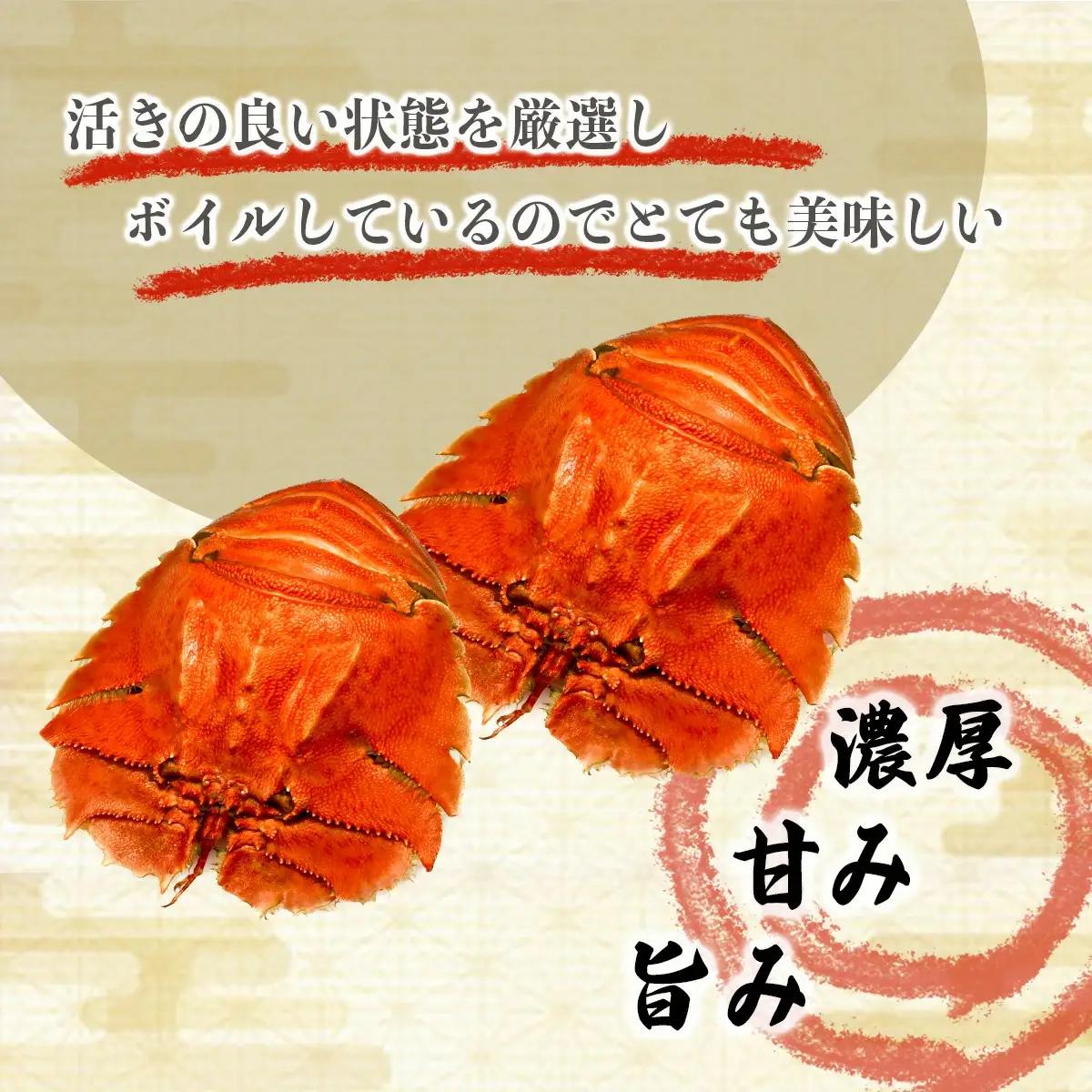 ＜数量限定＞ウチワエビ（ボイル）7匹前後 500gセット【S246】