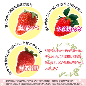 岩手県産 大粒 完熟 いちご ※品種は3種からおまかせ ／ 苺 イチゴ ストロベリー 紅ほっぺ さがほのか かおり野 おまかせ お任せ 大きい 甘い 果物 フルーツ 贈答用 プレゼント 贈り物 贈物 