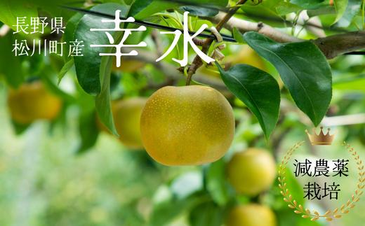 
            YN07-25A 梨 幸水 約5kg 減農薬栽培 秀品／2025年8月中旬～9月上旬頃 配送予定 // 梨 ナシ なし 幸水 減農薬栽培 農家直送 農家支援 長野県 松川町 南信州
          