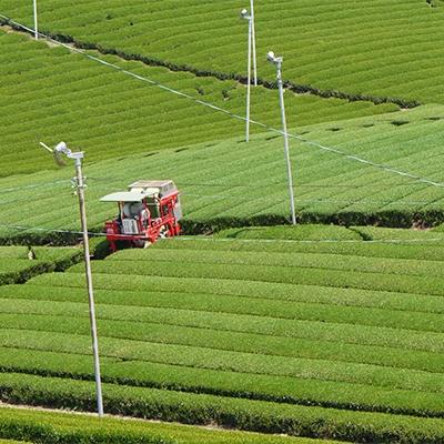ふるさと納税 筑紫野市 お茶たっぷり5袋セット |  | 03