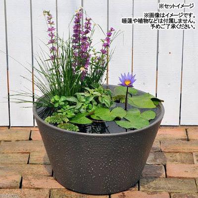 ふるさと納税 邑楽町 睡蓮鉢 メダカ鉢 金魚鉢 直径44cm 高さ25cm 軽量2kg|09_chm-cs0101b |  | 02