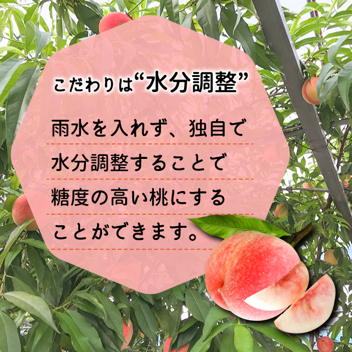【2025年6月～発送】どちらが届くかはお楽しみ！温室桃 約1kg / 日川白鳳 or ももか / 桃 もも フルーツ 果物 / 南島原市 / 川田農園 [SAP002]