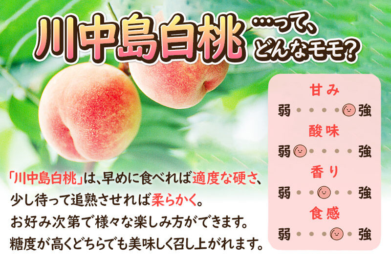 《先行受付！8月中旬より順次発送》モモの王様 川中島白桃 約3kg（9～13玉前後） [先行予約 もも モモ 白桃 はくとう 果物 フルーツ 産地直送 お取り寄せ]