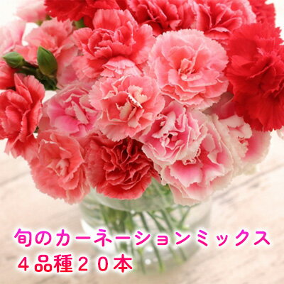 【ふるさと納税】＜選べる配送月＞ 北海道 カーネーション ミックス 4品種 20本以上 花 花束 切花 ブーケ 旬 季節 詰め合わせ 生花 フラワー アレンジメント 産地直送 　お届け：2025年5月～11月末まで