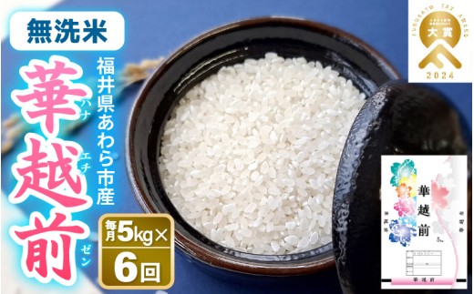 【先行予約】【令和8年産】定期便 ≪6ヶ月連続お届け≫ 華越前 無洗米 5kg×6回 （計30kg）/ 米 30キロ 5キロ ハナエチゼン はなえちぜん 北陸 福井県産 あわら市 ブランド米 白米 お米 コメ こめ むせんまい ※2026年10月上旬以降順次発送 [aw056-d001]