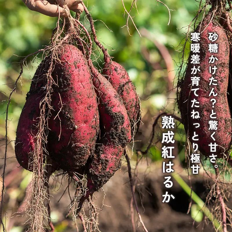 【2027年1月以降発送】 【訳あり】 熟成さつまいも 2kg （紅はるか） 無選別 M～2L混合