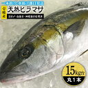 【ふるさと納税】壱岐島産天然ヒラマサ（15キロ台・丸もの） 《壱岐市》【壱岐島　玄海屋】[JBS076] ヒラマサ 魚 刺身 煮物 カルパッチョ お寿司 270000 270000円 27万円 のし プレゼント ギフト