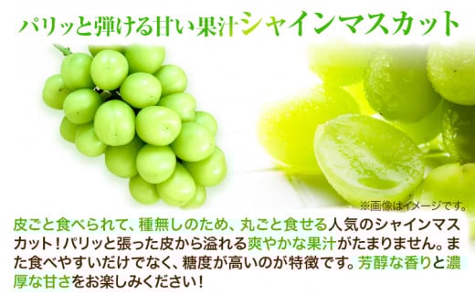 家庭用つる付きシャインマスカット 3房(1房530g以上)【配送不可地域あり】有限会社ホーティカルチャー神島 令和8年度先行受付《2026年9月上旬-10月下旬頃出荷》岡山県 笠岡市 送料無料 葡萄 