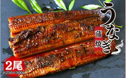 うなぎ蒲焼き2本セット / うなぎ 鰻 かば焼き うな丼 うな重  国産 鰻丼 和歌山 田辺 【kpy001-1】