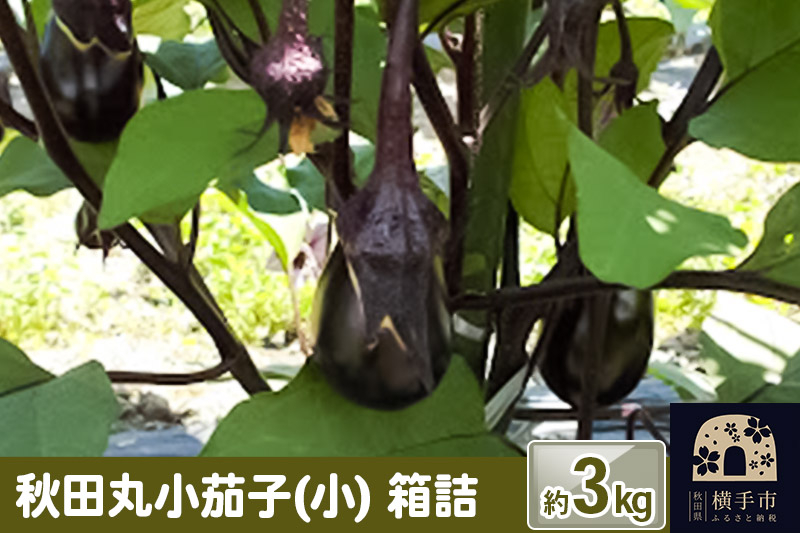 
秋田丸小茄子（小）3kg 箱詰
