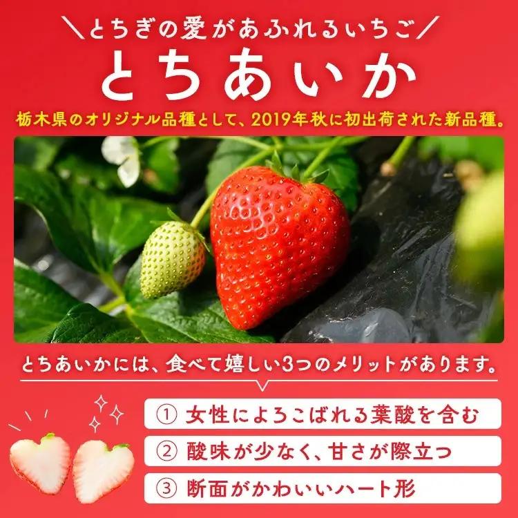 いちご（とちあいか） 290g×2パック 580g以上 ｜ ※2026年11月～発送