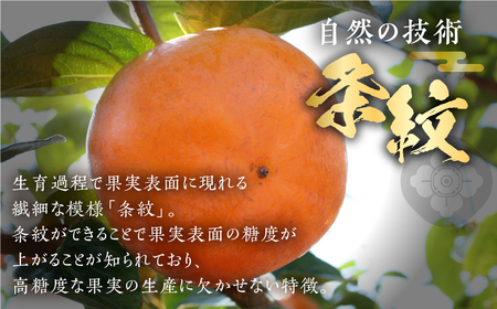 [先行予約] 岐阜の高級ブランド柿「天下富舞(てんかふぶ)」武士(もののふ) 8～12玉入り【ご家庭用】10月下旬～11月中旬に配送 [0959]