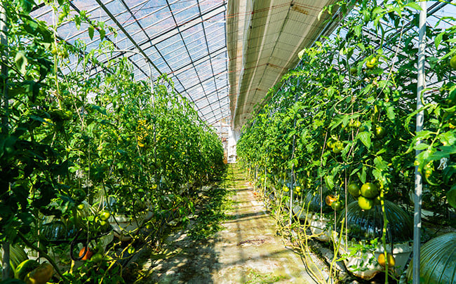 高齢化が進む島の農業を守りたいという想いから農地を引き継ぎ、トマト、みかん、レモン、八朔などを育てています。