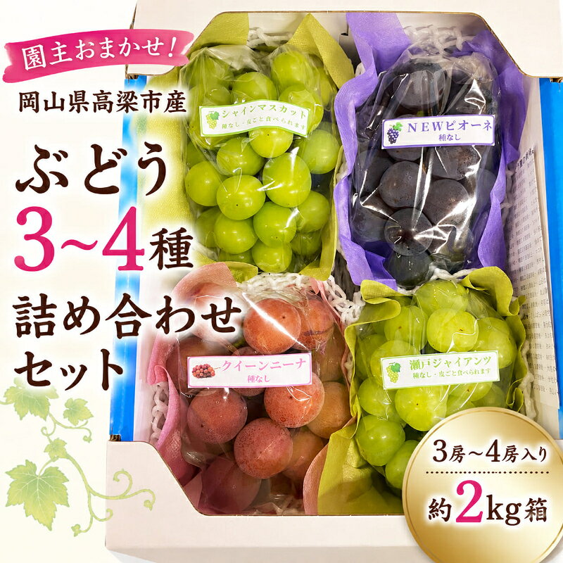 【ふるさと納税】園主おまかせ！ぶどう3～4種詰め合わせセット 3房～4房入り 約2kg箱 岡山県 高梁市産　お届け：2026年9月5日～2026年9月30日
