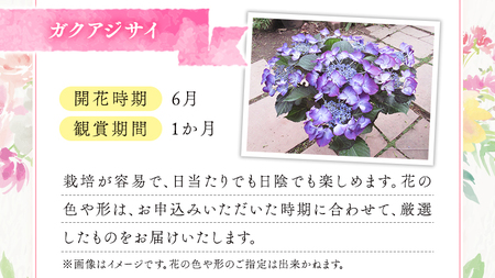 ≪先行予約≫ガク アジサイ 【 おまかせ 1点 】【2025年4月上旬頃より発送開始】 植物 花 インテリア フラワー 紫陽花 お花 園芸 初夏 梅雨 ガーデニング