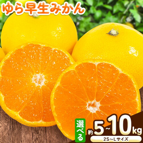 【ふるさと納税】＜先行予約＞みかん ゆら早生みかん 選べる 内容量 約 5kg (2S～Lサイズ) 約 10kg (2S～Lサイズ) どの坂果樹園《2025年10月中旬-12月上旬頃出荷予定》 和歌山県 日高川町 みかん 早生 旬 柑橘 フルーツ 果物 ミカン 蜜柑 ゆら早生