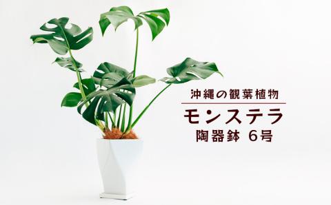 沖縄の観葉植物　観葉植物　モンステラ陶器鉢植え　6号　角鉢　観葉植物　モンステラ　インテリア　鉢付き　おしゃれ　インテリアグリーン　緑のある暮らし　ハウスプラント　沖縄　うるま市　６号