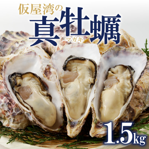 仮屋湾の真牡蠣（1.5kg）【殻付き】（1月配送）