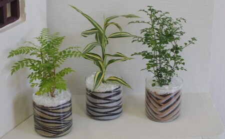 カラーサンド 3個 セット ブラウン・シック系 植物 インテリア ガーデン 