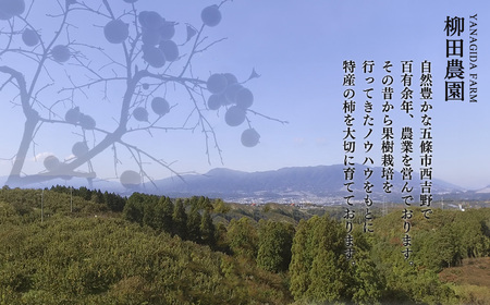 【先行予約・2024年度発送分】［本場の柿］奈良・西吉野の富有柿２４玉入り（２Lサイズ）※2024年11月上旬～12月上旬順次発送予定