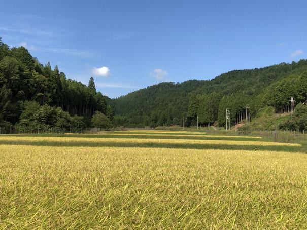 【新米先行受付】【京都ファーム】令和8年産 京都ファームのコシヒカリ 精米5kg 9月発送 | 京北 人気 米 ［ 京都 京北産 こしひかり 人気 おすすめ 米 コメ おこめ お取り寄せ 通販 送料無